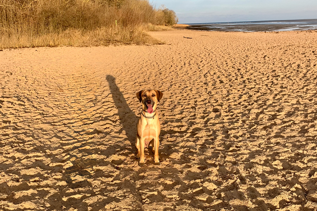 Hund am Ostseestrand beim Bades Huk Resort